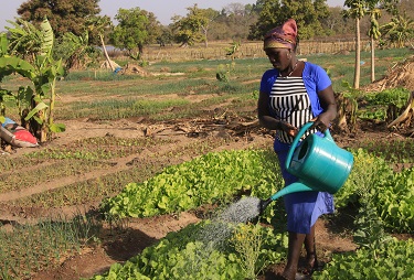 Projet d'appui à l'accès des femmes à la propriété foncière (AFPF)