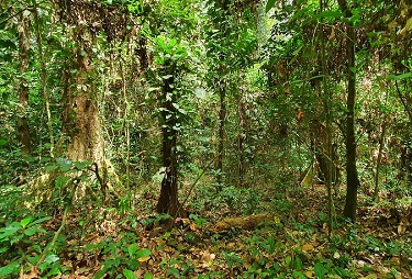 Défis et opportunités pour une mise en oeuvre apaisée et effective du processus de préservation des forêts classées et aires protégées en Côte d'Ivoire